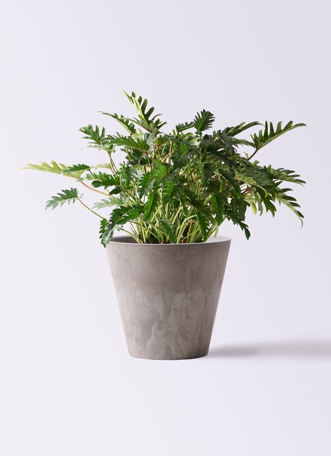 フィロデンドロン クッカバラ | 観葉植物通販HitoHana(ひとはな)