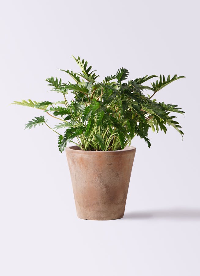 フィロデンドロン クッカバラ | 観葉植物通販HitoHana(ひとはな)
