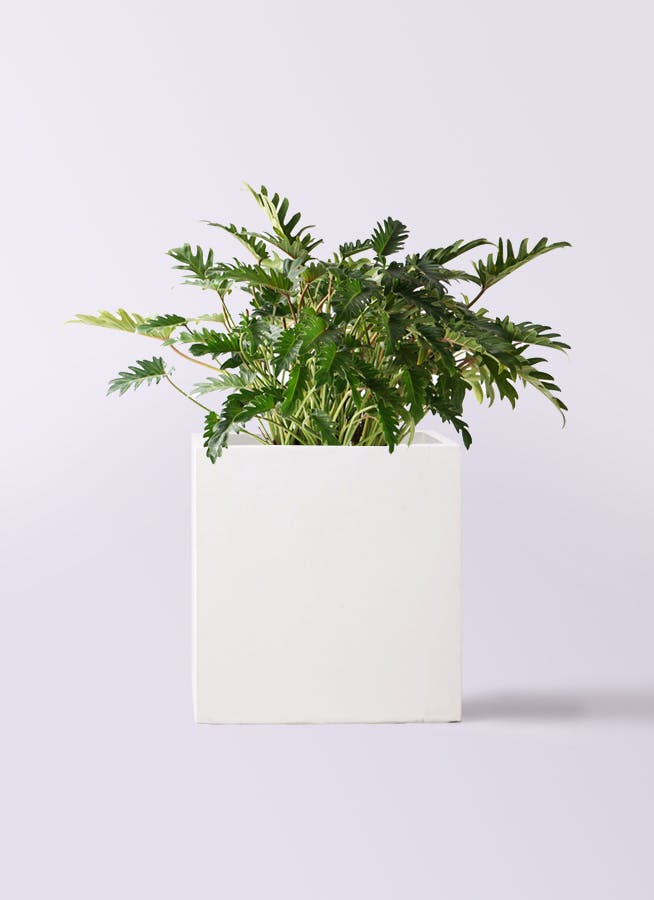 オリーブの木　コレッジョラ　8号　約130cm　NO.570　一点物 観葉植物 オリーブの木 8号 コレッジョラ アートストーン ラウンド