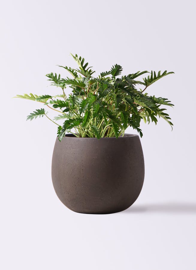 観葉植物 クッカバラ Amazon｜ITANSE クッカバラ 観葉植物 中型 7号プラスチック鉢