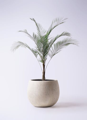 観葉植物 ヒメココス 8号 テラニアス ローバルーン アンティークホワイト 付き