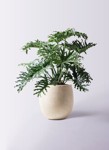 観葉植物 セローム ヒトデカズラ 8号 ボサ造り テラニアス バルーン アンティークホワイト 付き