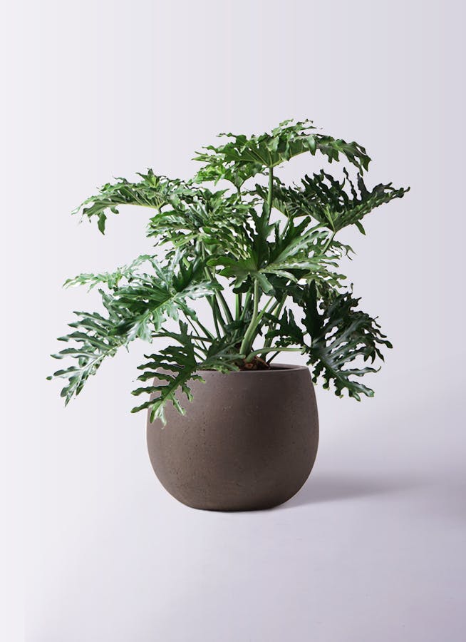 K■フィロデンドロン・セローム/ヒトデカズラ/高さ85cm/葉38cm フィロデンドロン セローム ヒトデカズラ | HitoHana（ひとはな）