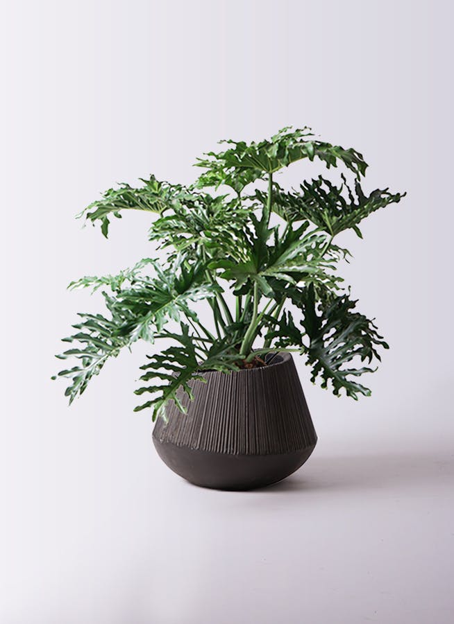 フィロデンドロン セローム ヒトデカズラ | HitoHana（ひとはな）