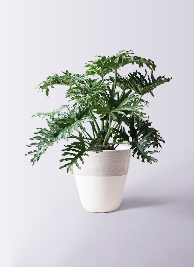 観葉植物 オリーブの木 8号 ハーディーズマンモス ジュピター 白