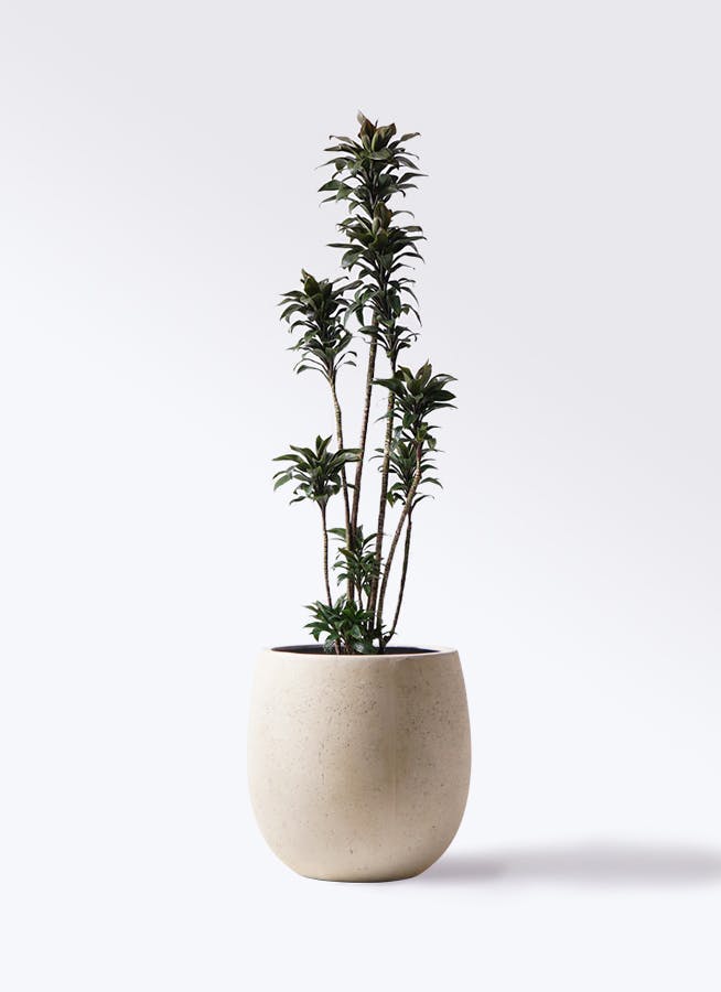 観葉植物 ドラセナ パープルコンパクタ 8号 テラニアス バルーン アンティークホワイト 付き