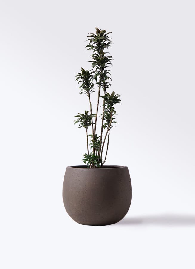 観葉植物 ドラセナ パープルコンパクタ 8号 テラニアス ローバルーン アンティークブラウン 付き