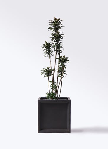 観葉植物 ドラセナ パープルコンパクタ 8号 ブリティッシュキューブ 付き