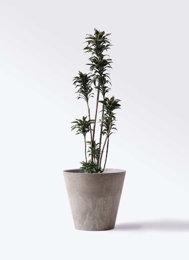 観葉植物 ドラセナ パープルコンパクタ 8号 アートストーン ラウンド グレー 付き