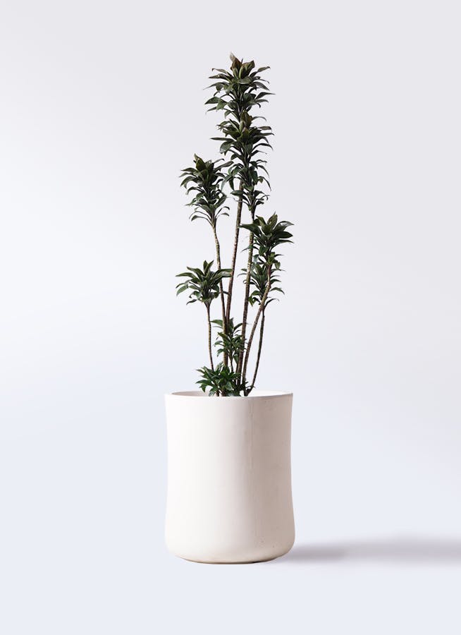 観葉植物 ドラセナ パープルコンパクタ 8号 バスク ミドル ホワイト 付き