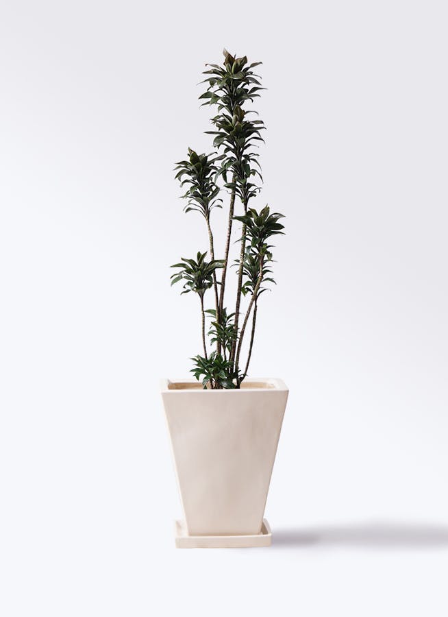 観葉植物 ドラセナ パープルコンパクタ 8号 スクエアハット 白 付き