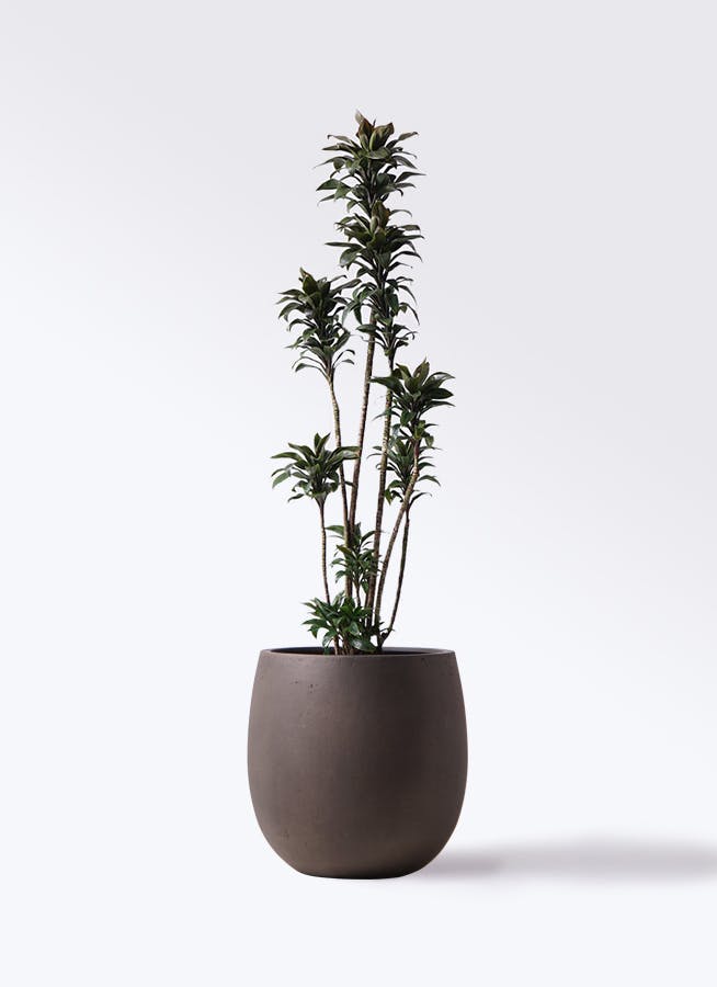 観葉植物 ドラセナ パープルコンパクタ 8号 テラニアス バルーン アンティークブラウン 付き