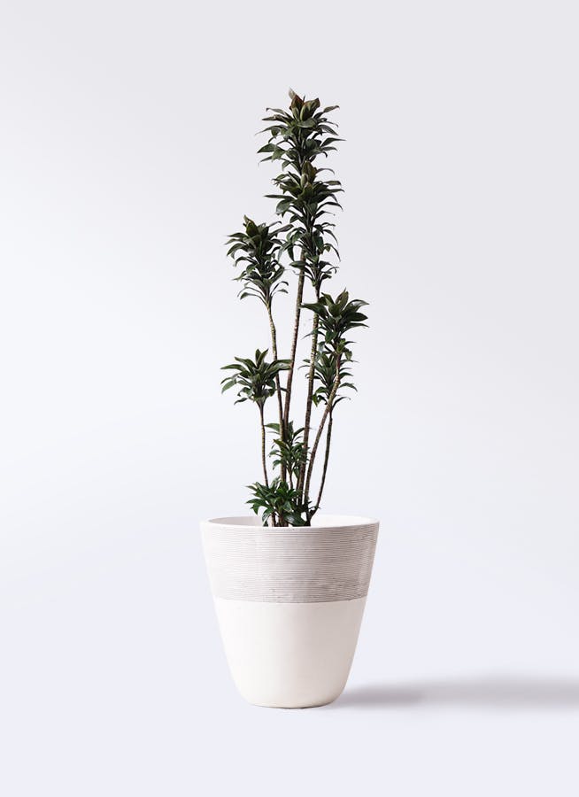 観葉植物 ドラセナ パープルコンパクタ 8号 ジュピター 白 付き