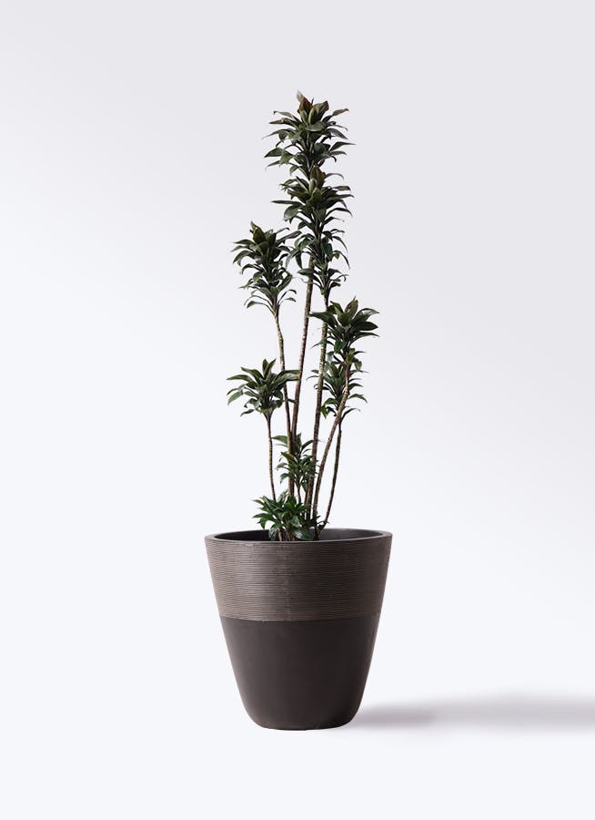 観葉植物 ドラセナ パープルコンパクタ 8号 ジュピター 黒 付き