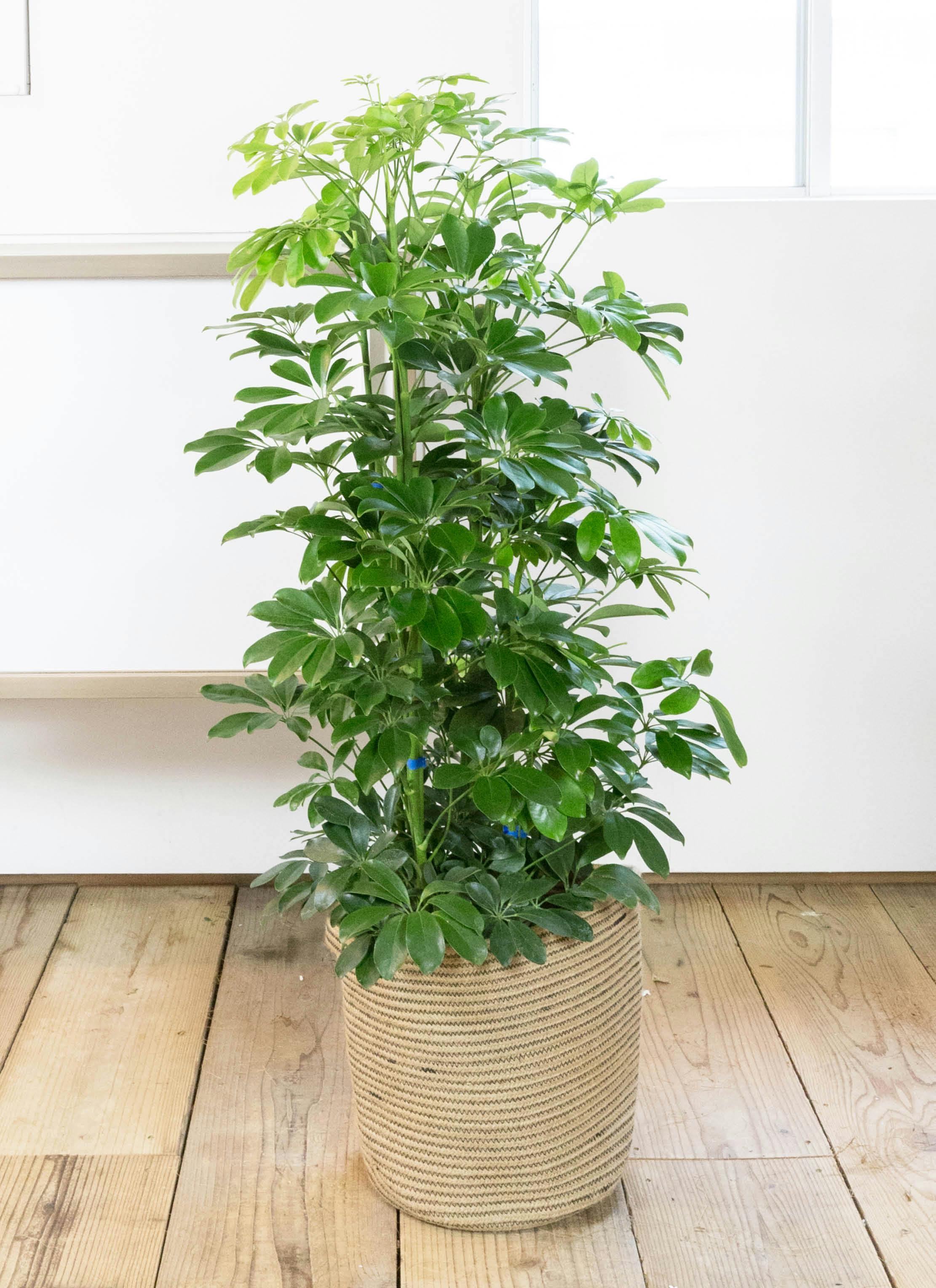 観葉植物 カポック（シェフレラ） 8号 ノーマル リブバスケット