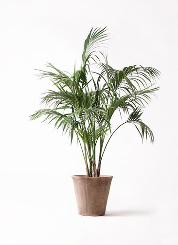 ケンチャヤシ | 観葉植物の通販ならHitoHana(ひとはな)