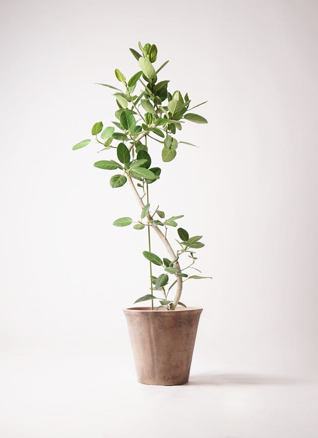 フィカス ベンガレンシス | 観葉植物の通販ならHitoHana