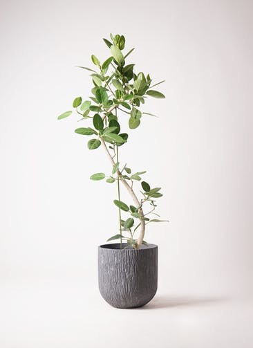 観葉植物 フィカス ベンガレンシス 10号 曲り カルディナダークグレイ 付き