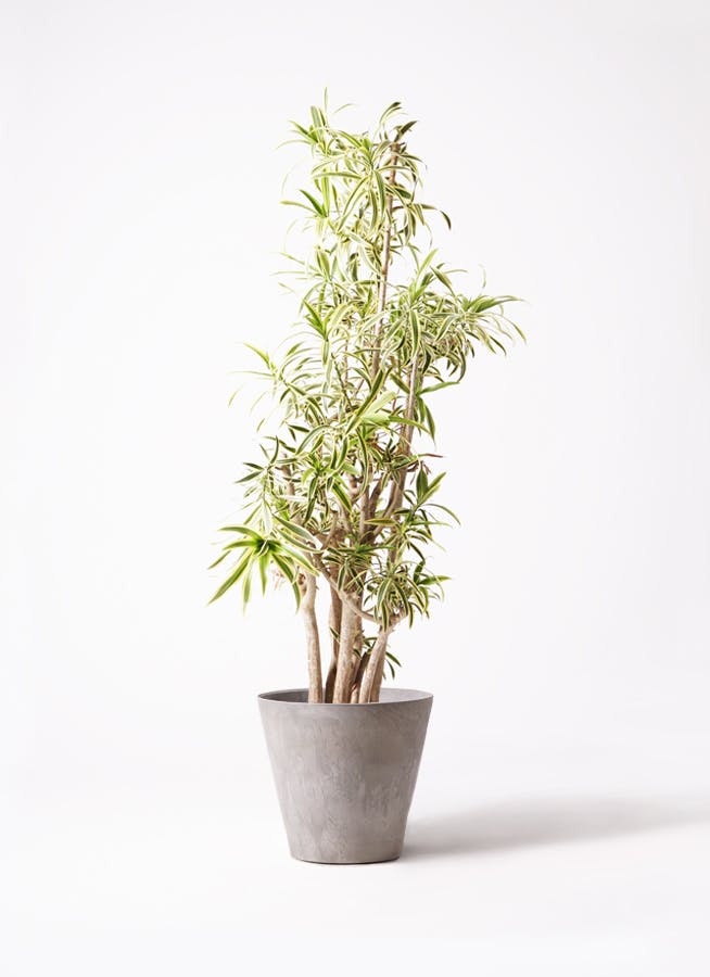 正規品 観葉植物 ドラセナ ソング オブ インディア 10号 アートストーン その他観葉植物