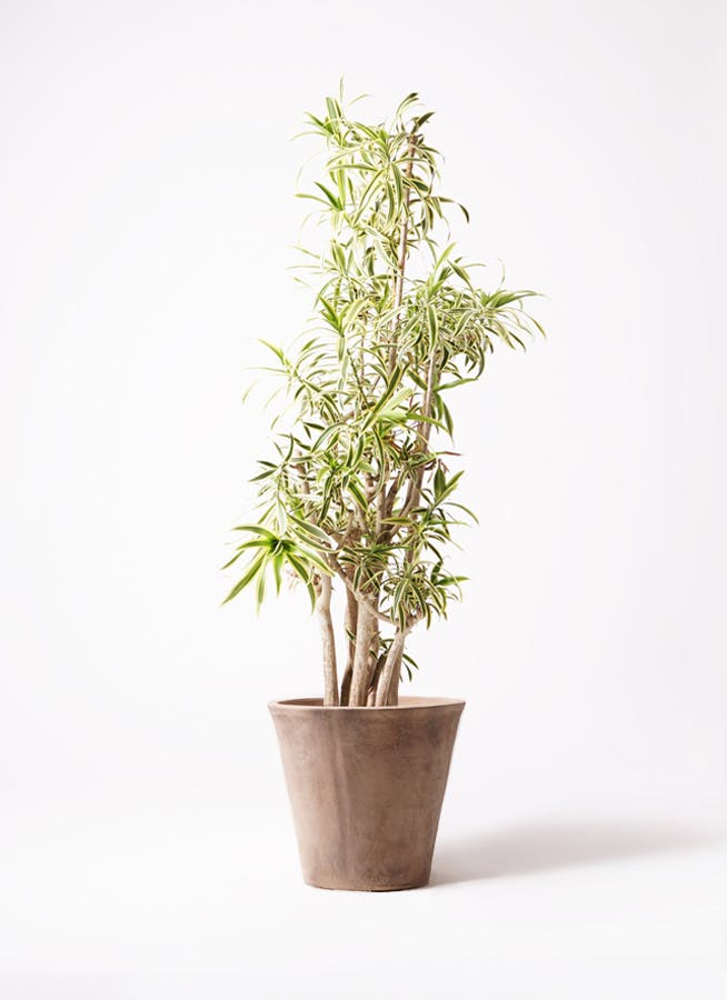 観葉植物 ドラセナ・ソングオブインディア 7号鉢 98センチ 優良株 1.jpg