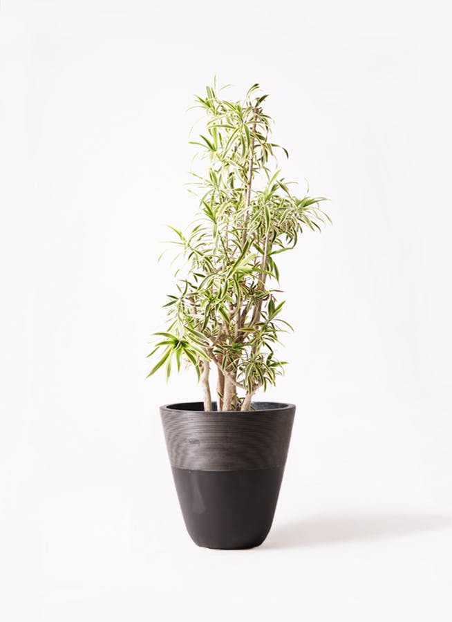 観葉植物 ドラセナ ソング オブ インディア 10号 ジュピター 黒 付き | 観葉植物ならHitoHana(ひとはな)