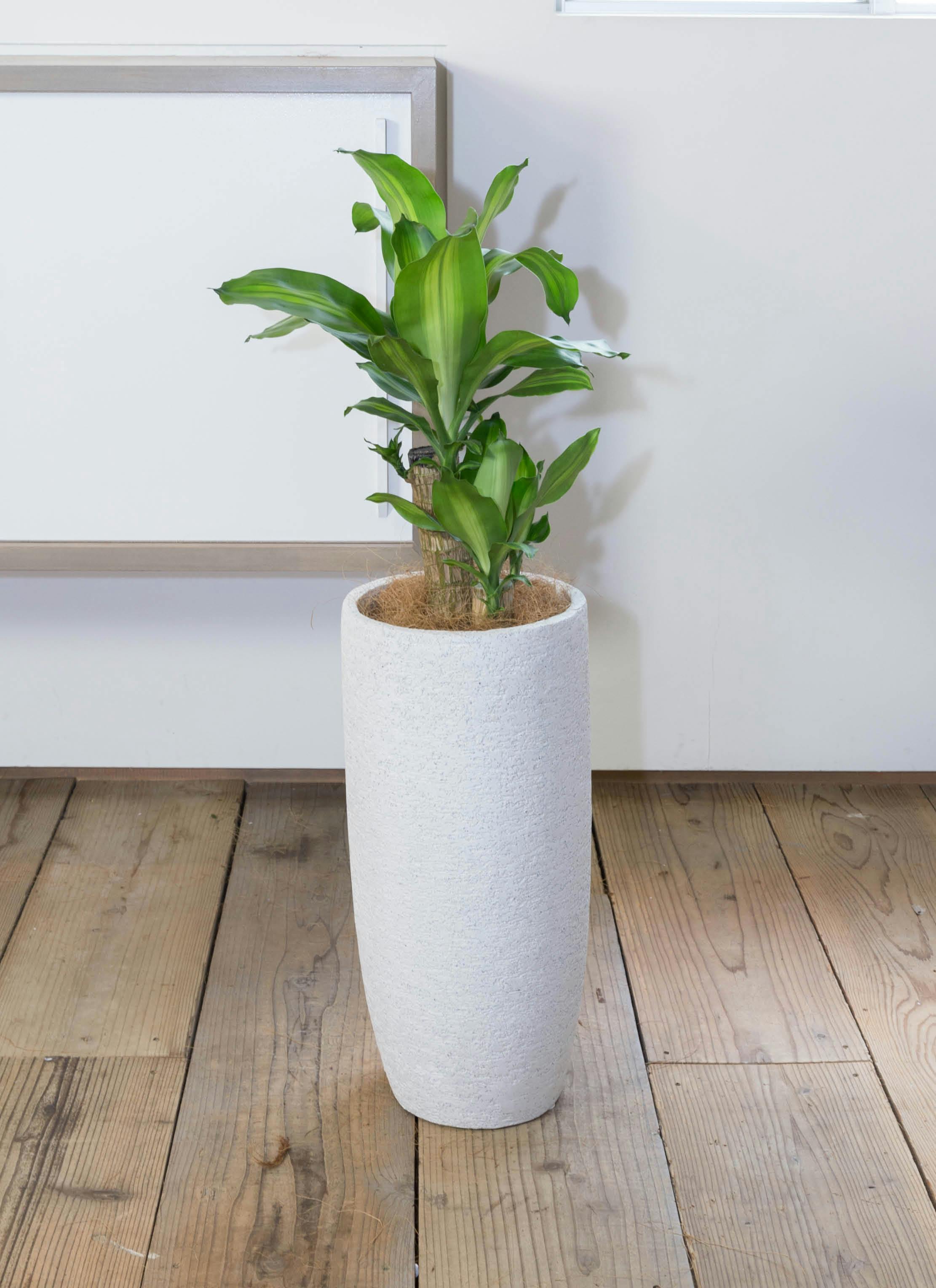ドラセナ 6号 | 観葉植物の通販ならHitoHana（ひとはな）
