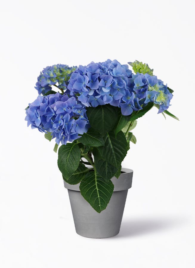 鉢花 あじさい 5号 ブルーサンセット グレーポット 送料無料 鉢花ならhitohana ひとはな 鉢花 あじさい 5号 ブルーサンセット グレーポット 送料無料 鉢花ならhitohana ひとはな