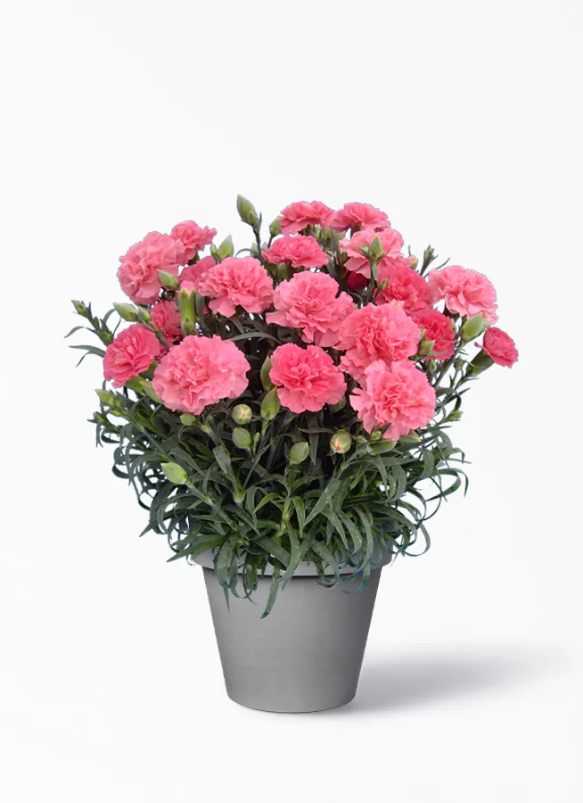 鉢花 カーネーション 5号 クレア ピンク ライクラウンド グレー付き 送料無料 鉢花ならhitohana ひとはな