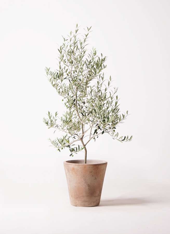 観葉植物 オリーブの木 8号 アルベキーナ ルーガ アンティコ ソリッド 付き