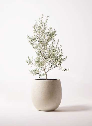 観葉植物 オリーブの木 8号 アルベキーナ テラニアス バルーン アンティークホワイト 付き