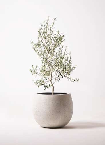 観葉植物 オリーブの木 8号 アルベキーナ テラニアス ローバルーン アンティークホワイト 付き