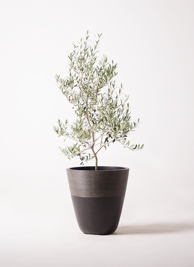 ［現品］【希少】7番　オリーブ　アルベキーナ　6号　観葉植物　レア　オリーブの木 現品］【希少】7番 オリーブ アルベキーナ 6号 観葉植物 レア