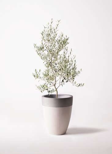 観葉植物 オリーブの木 8号 アルベキーナ ファイバーストーンカプリ サンディホワイト 付き