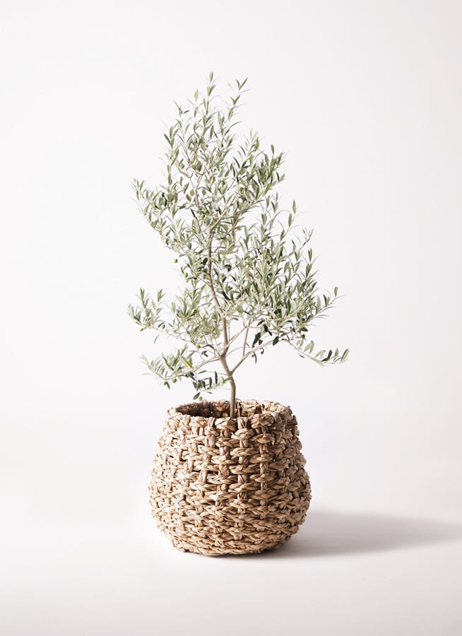 オリーブの木 アルベキーナ | 観葉植物 | 送料無料でお届け - Hitohana