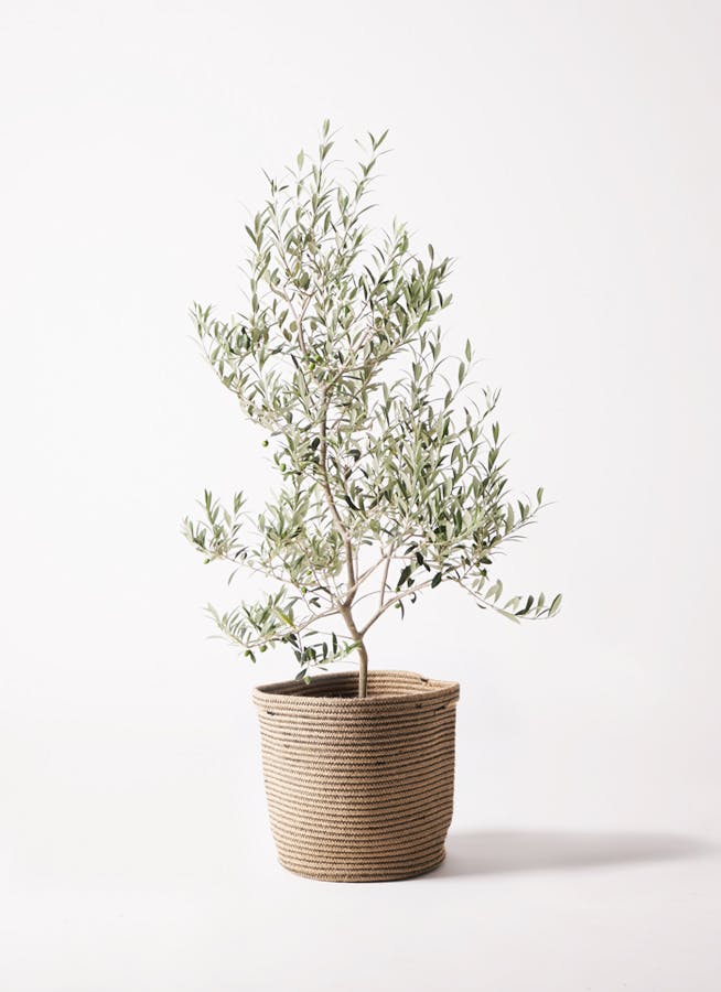 オリーブの木 アルベキーナ | 観葉植物 | 送料無料でお届け