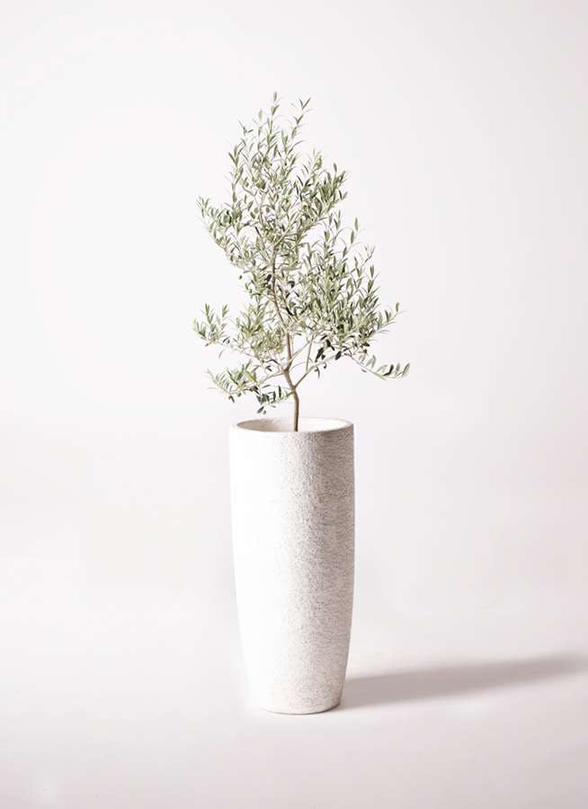 観葉植物 オリーブの木 8号 アルベキーナ エコストーントールタイプ white 付き