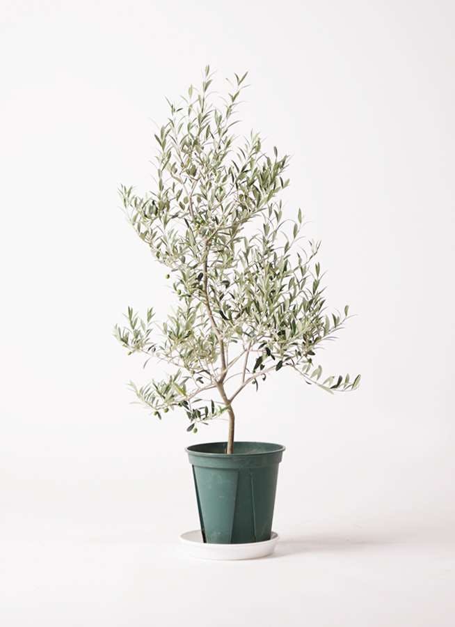 観葉植物 オリーブの木 8号 アルベキーナ プラスチック鉢