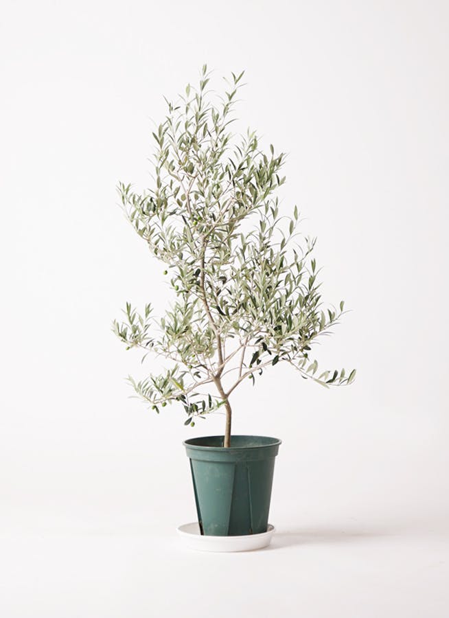 観葉植物 オリーブの木 8号 アルベキーナ ビトロ エンデガ ターコイズ ウッドポットスタンド付き