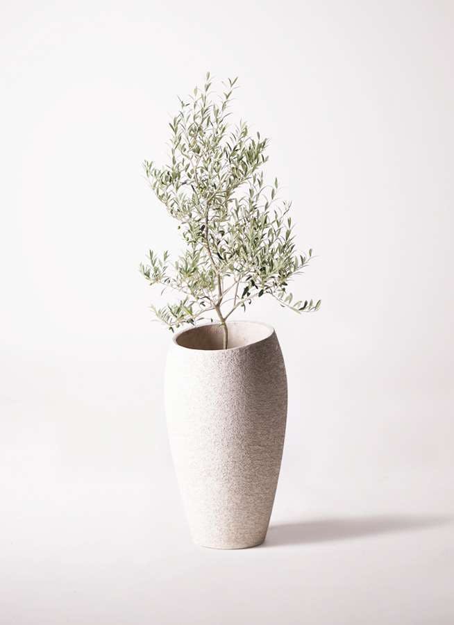 観葉植物 オリーブの木 8号 アルベキーナ エコストーントールタイプ Light Gray 付き