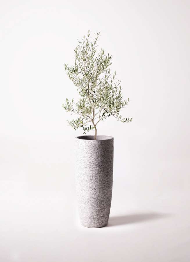 観葉植物 オリーブの木 8号 アルベキーナ エコストーントールタイプ Gray 付き