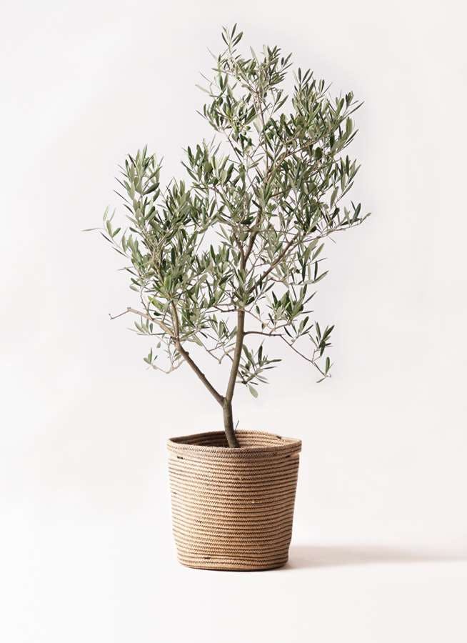 観葉植物 オリーブの木 8号 デルモロッコ リブバスケットNatural 付き