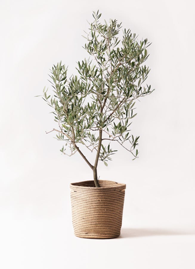 オリーブの木 デルモロッコ | 観葉植物通販HitoHana(ひとはな)