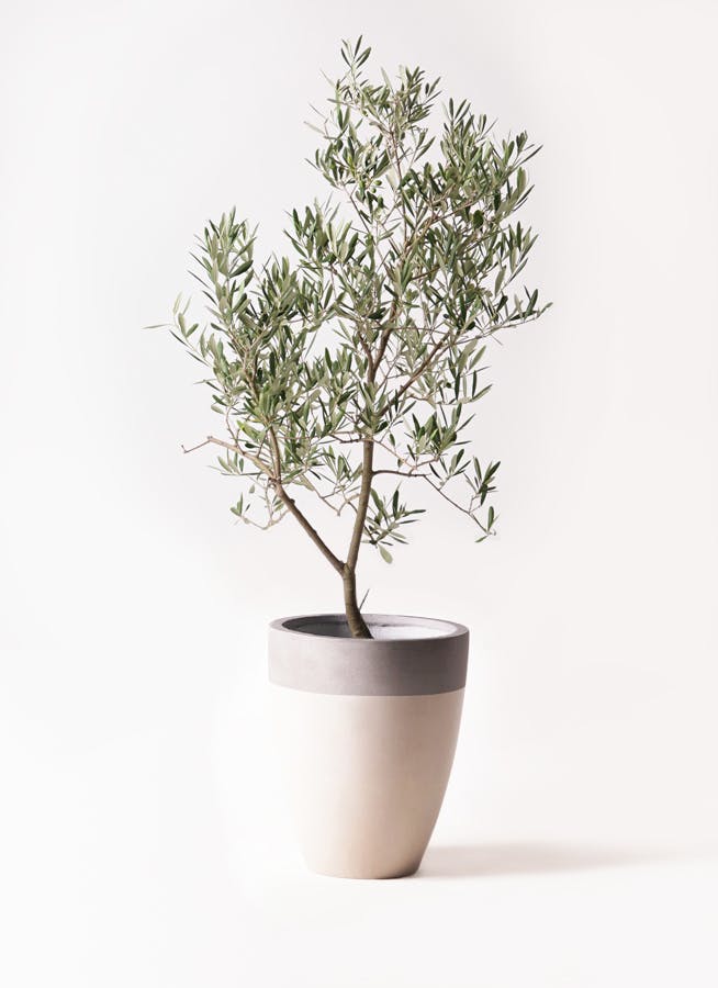 オリーブの木　デルモロッコ オリーブの木 デルモロッコ | 観葉植物通販HitoHana(ひとはな)