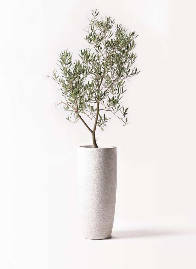 観葉植物 オリーブの木 8号 デルモロッコ エコストーントールタイプ white 付き