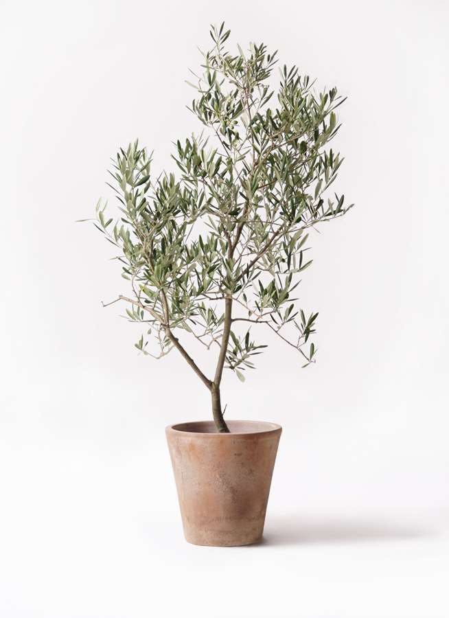 観葉植物 オリーブの木 8号 デルモロッコ ルーガ アンティコ ソリッド 付き