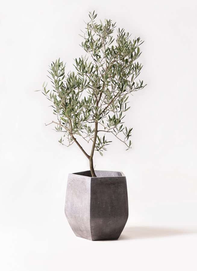 観葉植物 オリーブの木 8号 デルモロッコ ファイバークレイ Gray 付き