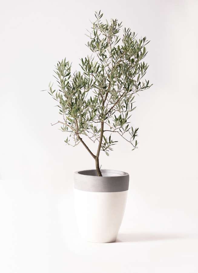 観葉植物 オリーブの木 8号 デルモロッコ ファイバーストーンカプリ 白 付き