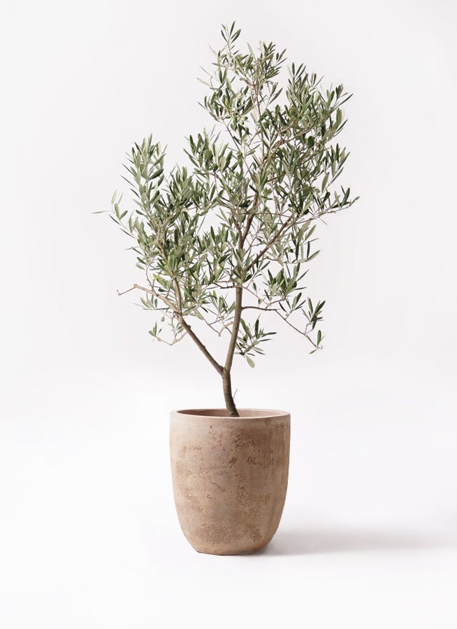 オリーブの木 デルモロッコ | 観葉植物通販HitoHana(ひとはな)
