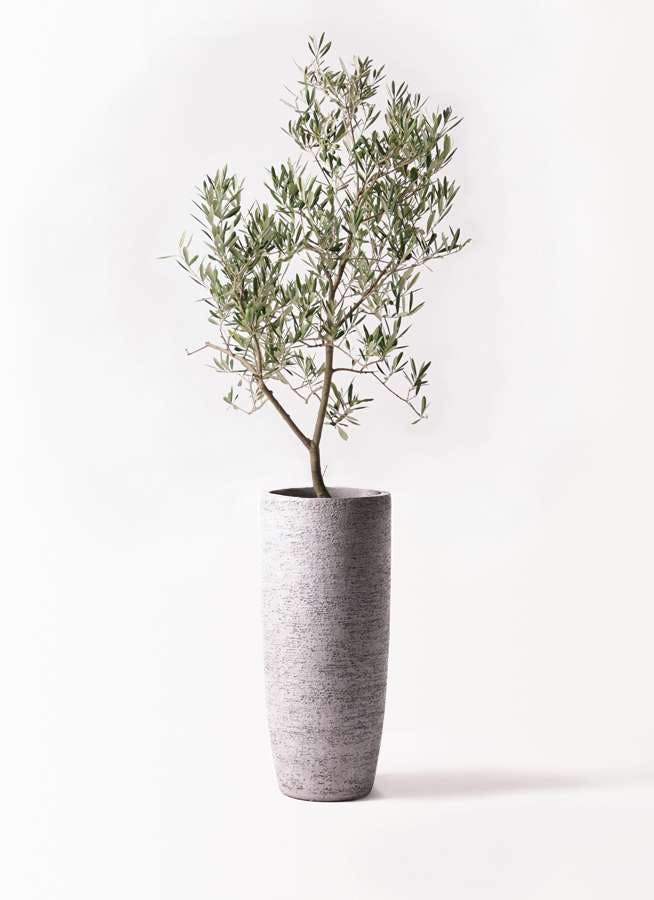 観葉植物 オリーブの木 8号 デルモロッコ エコストーントールタイプ Gray 付き