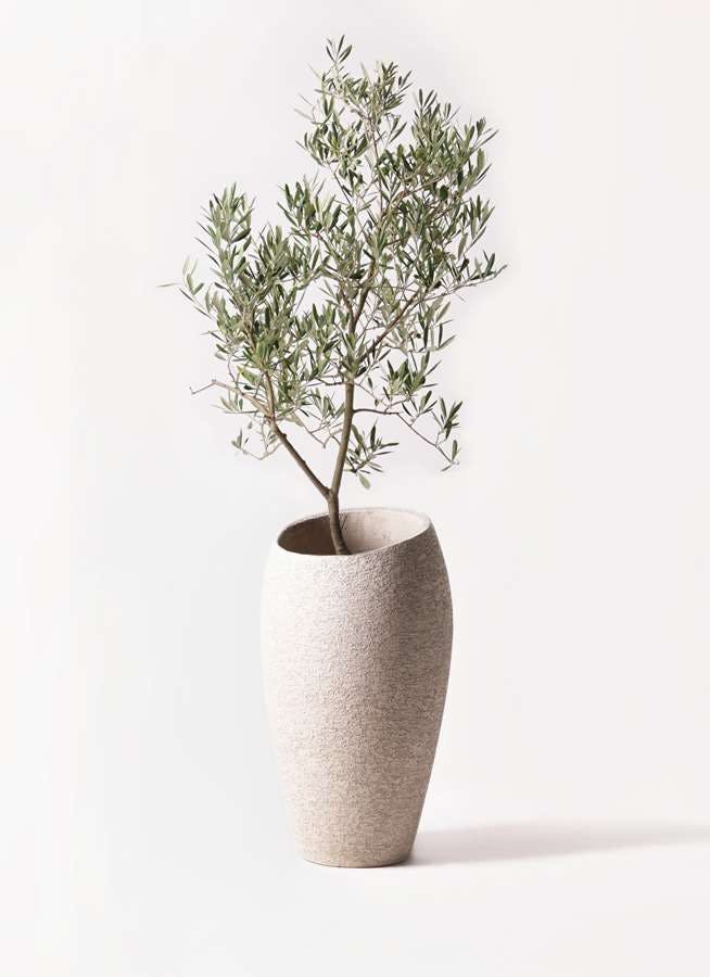 観葉植物 オリーブの木 8号 デルモロッコ エコストーントールタイプ Light Gray 付き